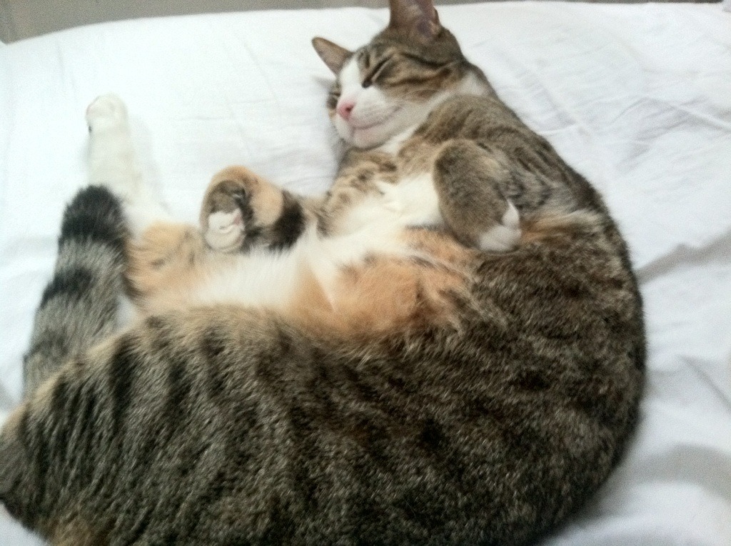 跨界统治力，广厦轻取深圳，莫兰特西甲德比封神